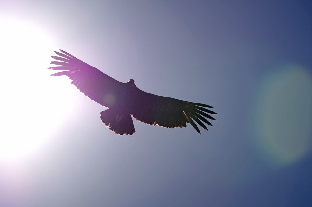 under_the_condor.jpg